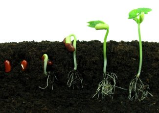 How to Grow from Seed