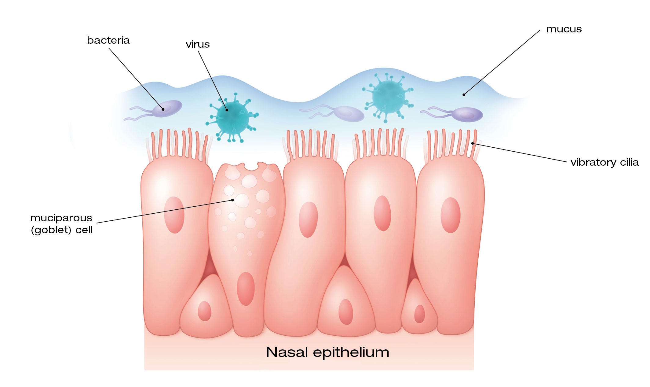 How to Assist Your Immune System Against the Coronavirus