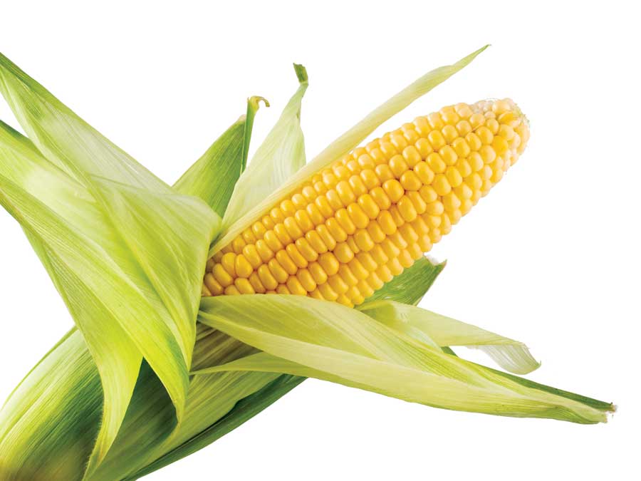 Corn