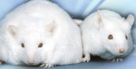Aspartame Feed Rat v.s. Normal Rat 